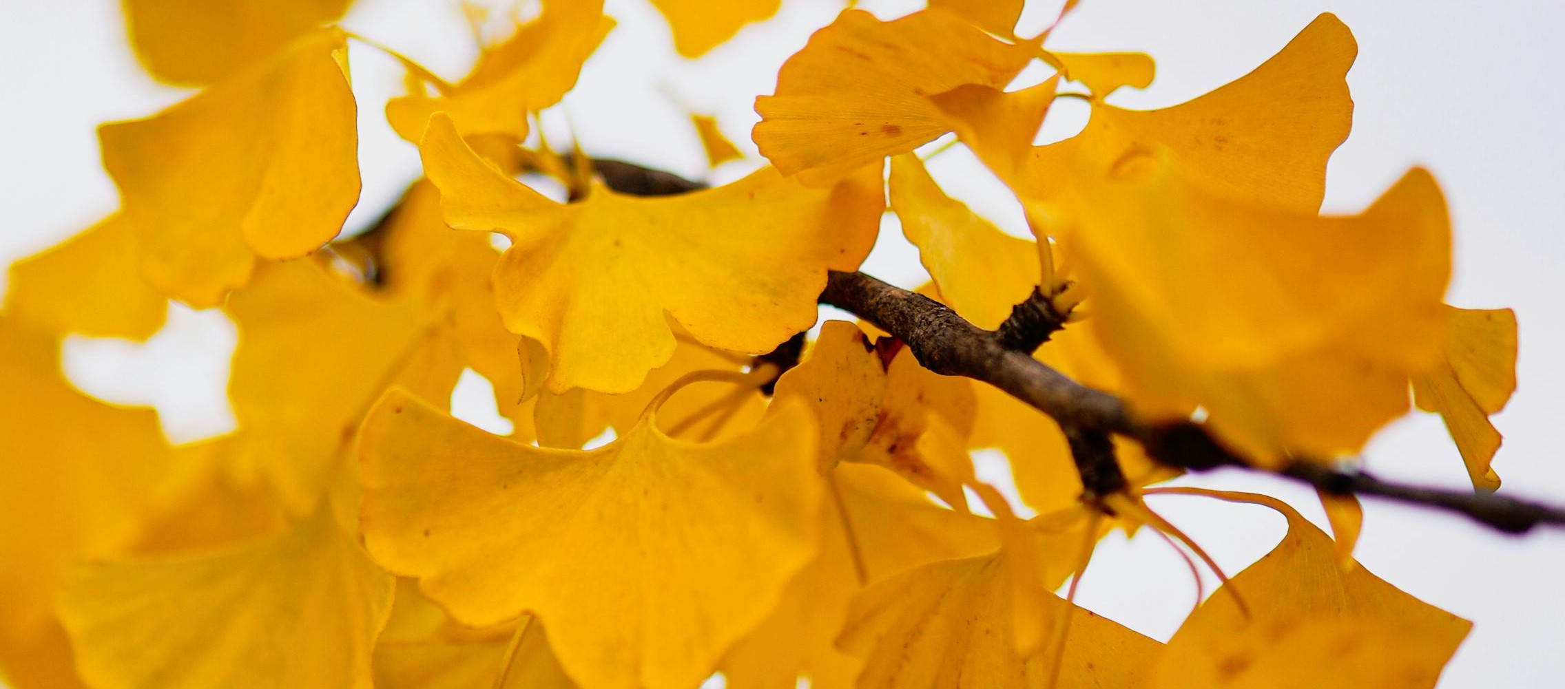 Feuilles de gingko