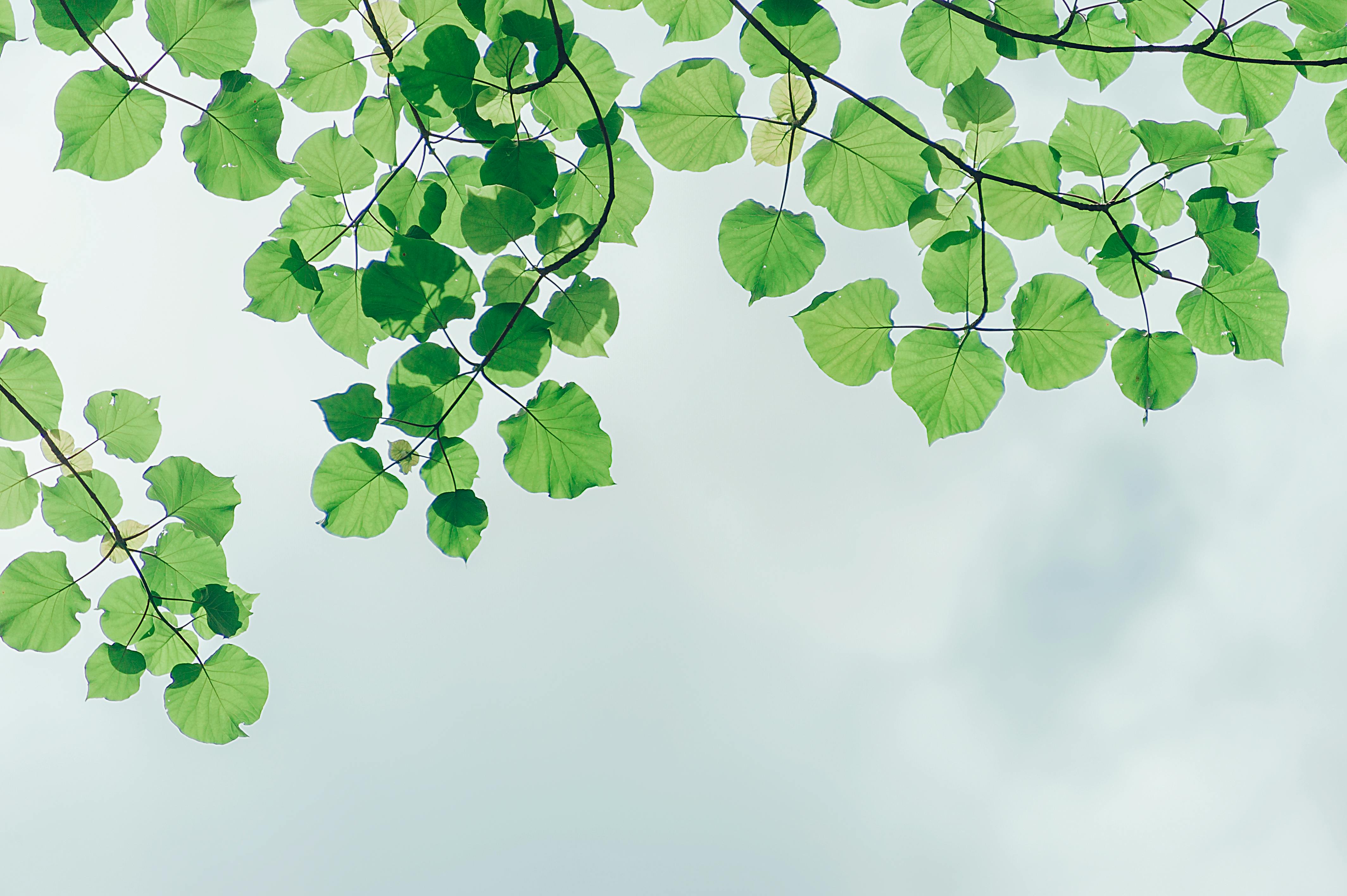 Images de feuilles d'arbres